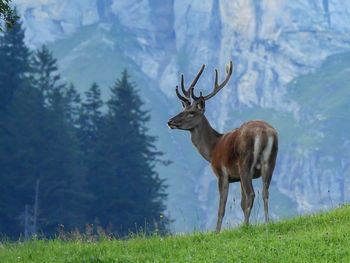 Deer standing on field