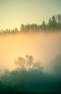 Silhouette trees against sky during sunset