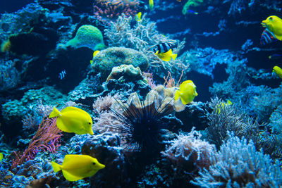 View of fish swimming in sea