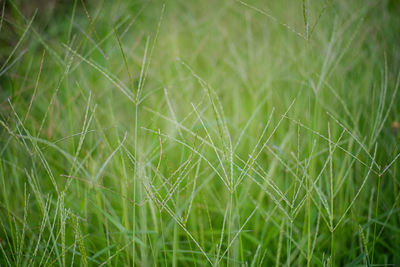 Full frame shot of grass on field