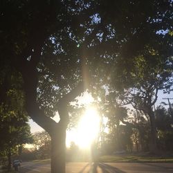 Sun shining through trees