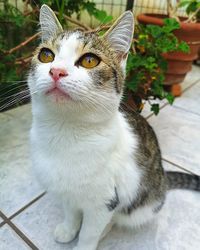 Close-up portrait of a cat