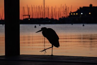 Silhouette bird by lake during sunset