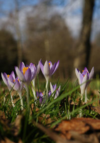 Close-up of purple crocus blooming outdoors