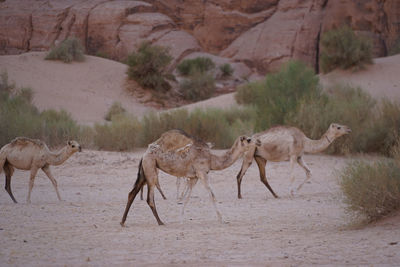 Camels in desert