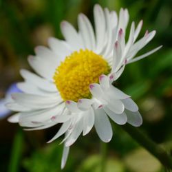 Close-up of yellow flower blooming outdoors