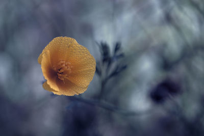 Close-up of yellow flowering plant