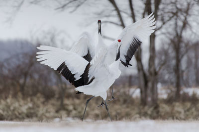 White birds flying over the field