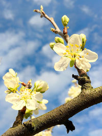 Low angle view of flowers against sky