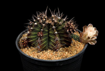 Close-up of cactus flower pot against black background
