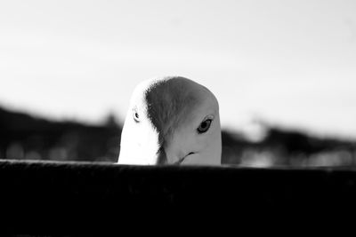 Portrait of bird perching against sky