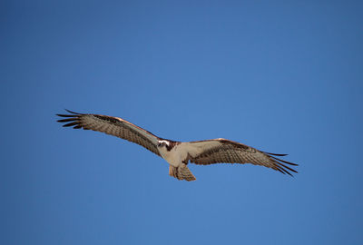 Low angle view of eagle flying in sky