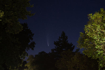 Low angle view of trees against sky at night