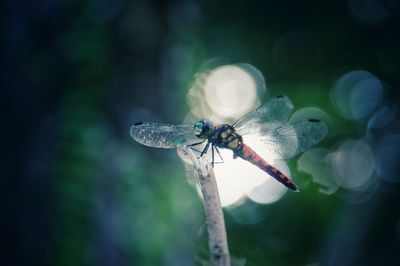 Close-up of dragonfly on flower