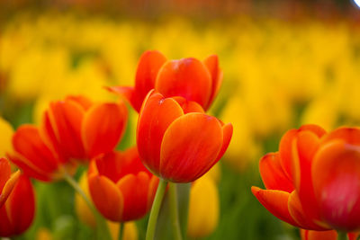 Close-up of red tulips on field