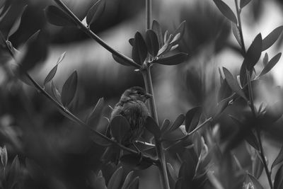 Close-up of bird on plant