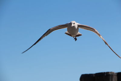 Low angle view of seagull against clear blue sky