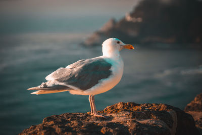 Close-up of seagull perching on rock