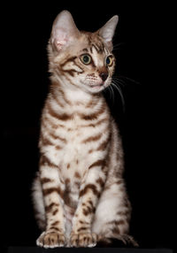 Portrait of cat sitting against black background