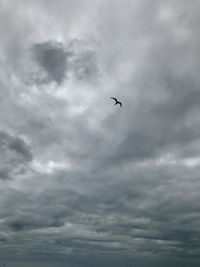 Low angle view of bird flying in sky