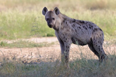 Lioness running on field