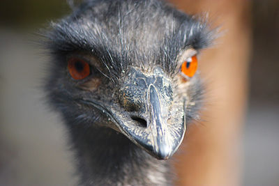 Close-up portrait of ostrich