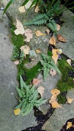 High angle view of maple leaves on wet street