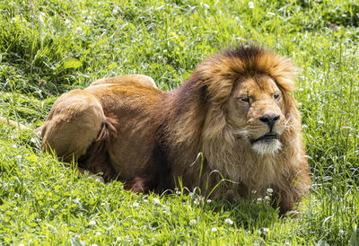 A male lion resting in the african savanna