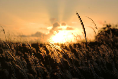 Close-up of fresh plants on field against sky during sunset
