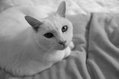 Close-up of kitten on bed