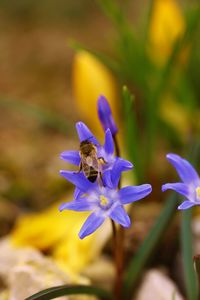 Close-up of bee pollinating on purple flower