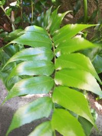 Full frame shot of green leaves