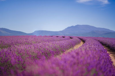 Scenic view of lavender field against sky