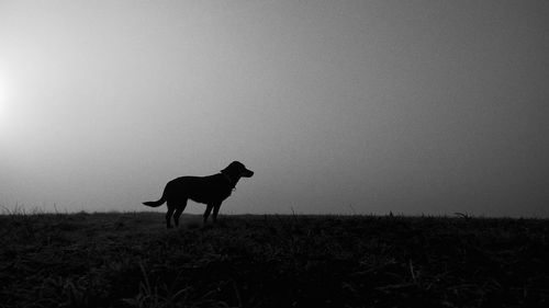 Silhouette dog on field against clear sky