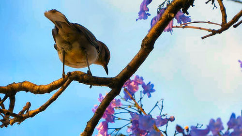 Low angle view of flowers on tree