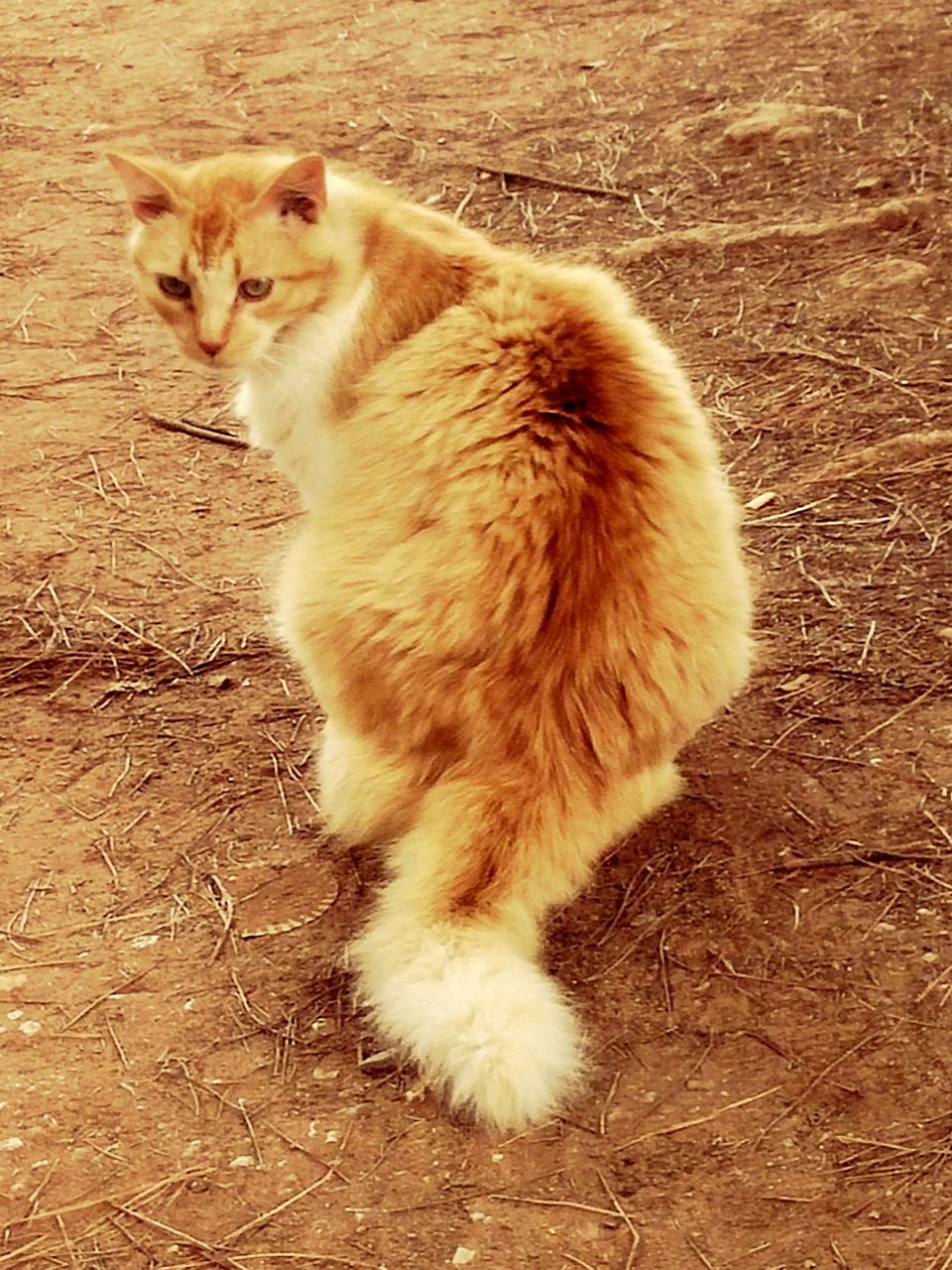 pets, domestic animals, mammal, animal themes, one animal, domestic cat, cat, feline, relaxation, high angle view, lying down, sitting, full length, whisker, resting, portrait, looking at camera, no people, relaxing