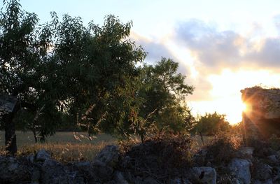 Trees against sky during sunset