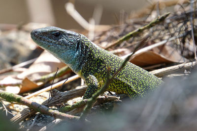 Close-up of lizard