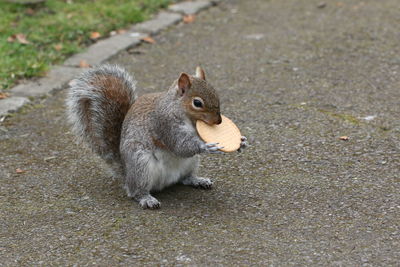 High angle view of squirrel eating on land