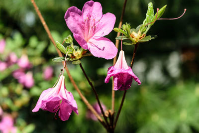 Close-up of pink flowers