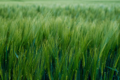 Full frame shot of wheat field