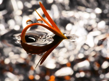 Close-up of snake on water