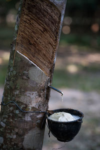 Close-up of bread in container on wooden post