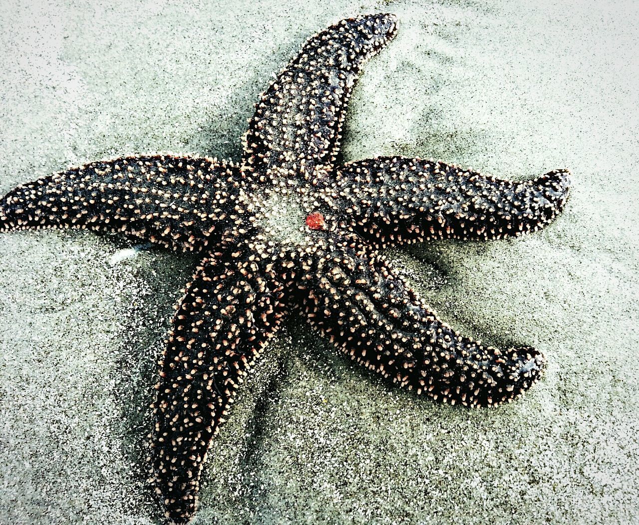 animal themes, one animal, animals in the wild, wildlife, close-up, high angle view, reptile, natural pattern, full length, animal markings, water, sea life, insect, underwater, nature, outdoors, zoology, day, sunlight, sand