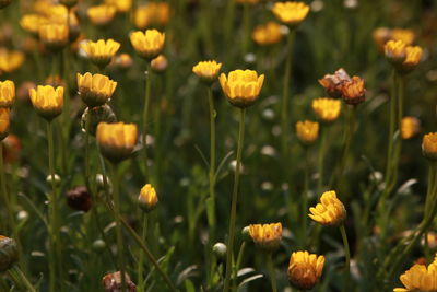 Close-up of yellow flowering plants on field