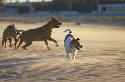 Two dogs running on beach