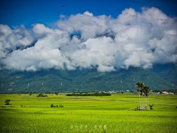 Scenic view of agricultural field against sky