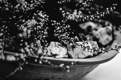 Close-up of plant against blurred background