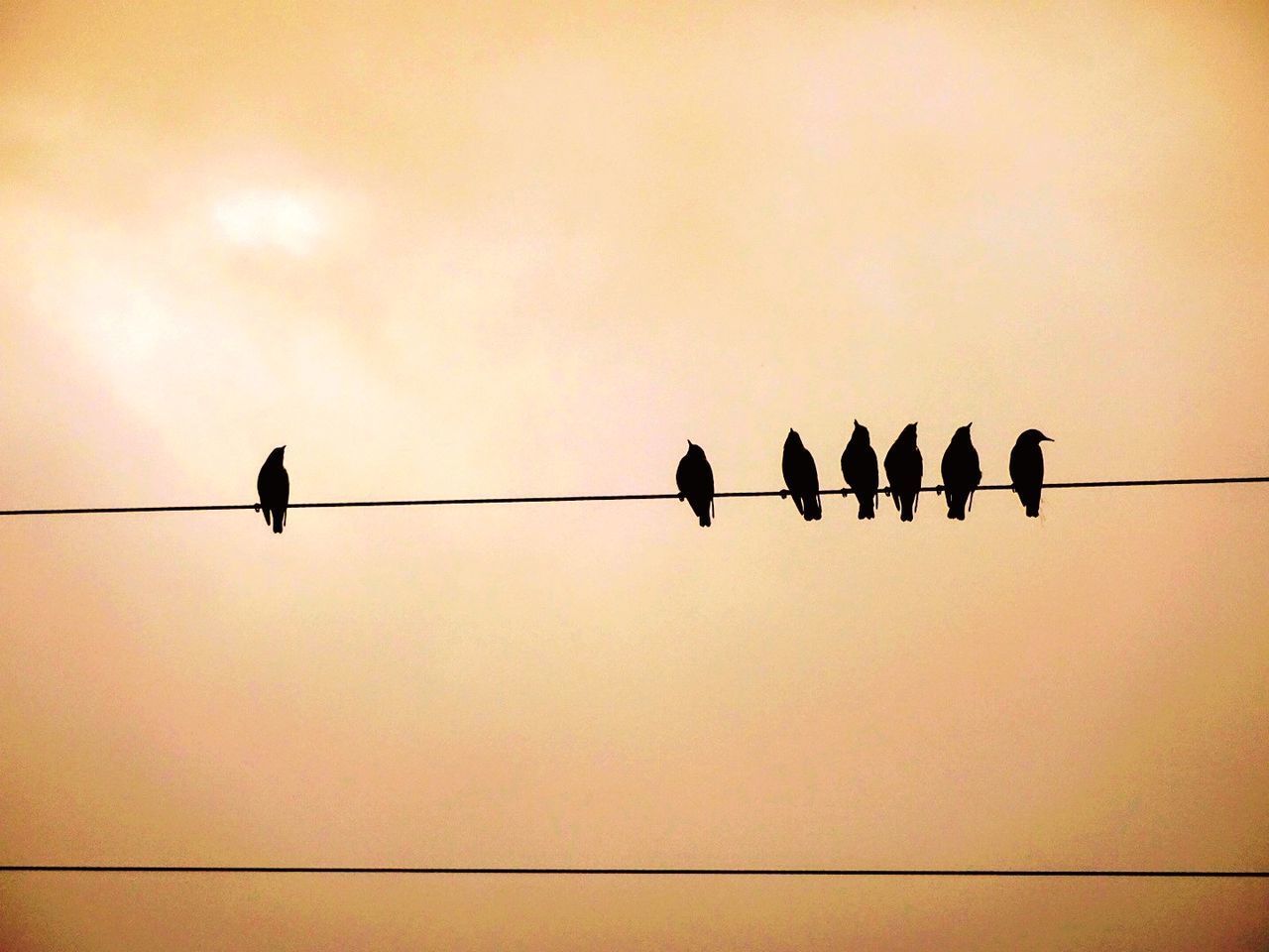 LOW ANGLE VIEW OF SILHOUETTE BIRDS ON CABLES AGAINST SKY