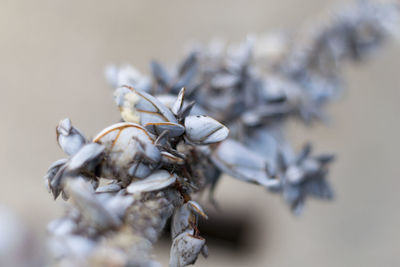 Close-up of dead plant on table